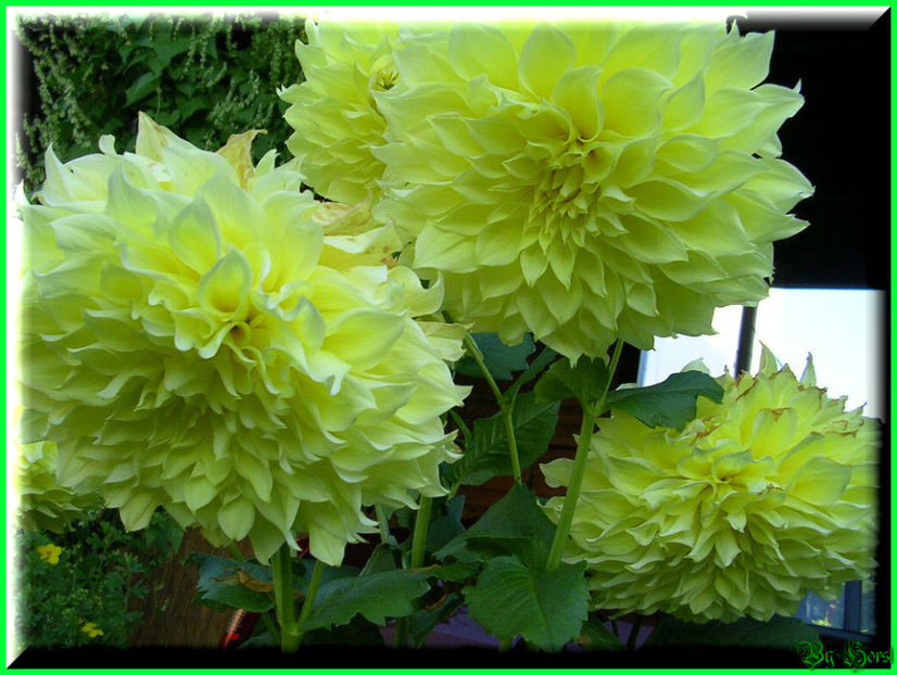 2010.09.13 - Flori 2010