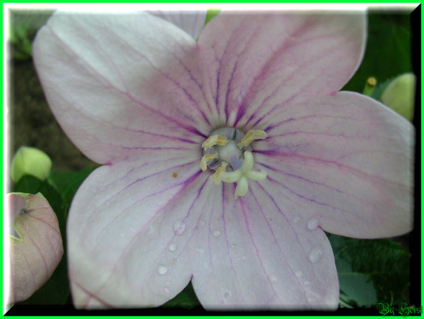 2010.09.13 - Flori 2010