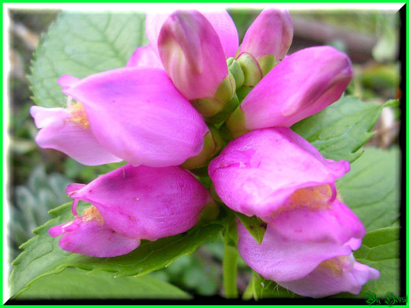 2010.09.13 - Flori 2010