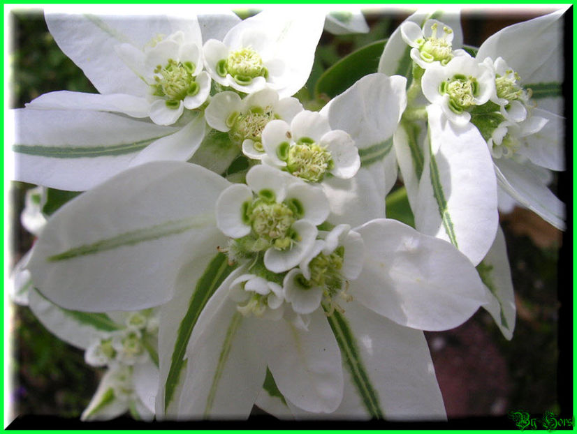 2010.09.13 - Flori 2010