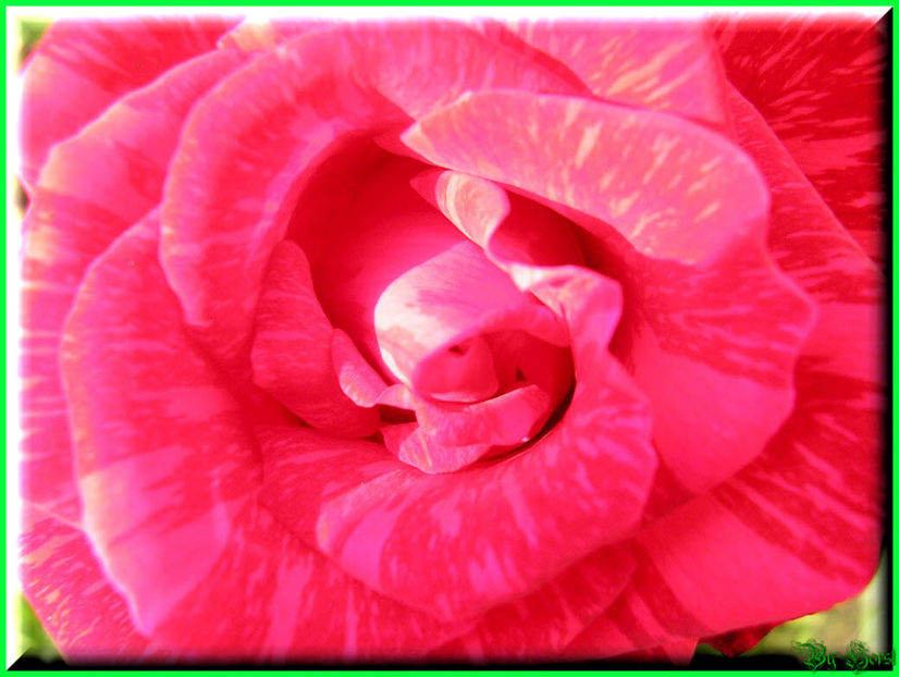 2010.09.13 - Flori 2010