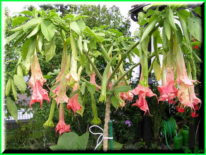 2010.09.13 - Flori 2010