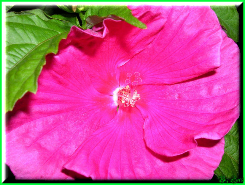 2010.10.03 - Flori 2010