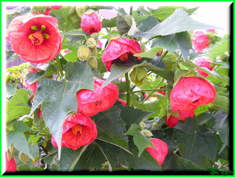 2010.10.03 - Flori 2010