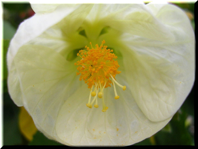 2010.10.03 - Flori 2010