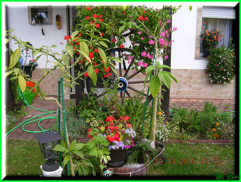 2010.10.03 - Flori 2010