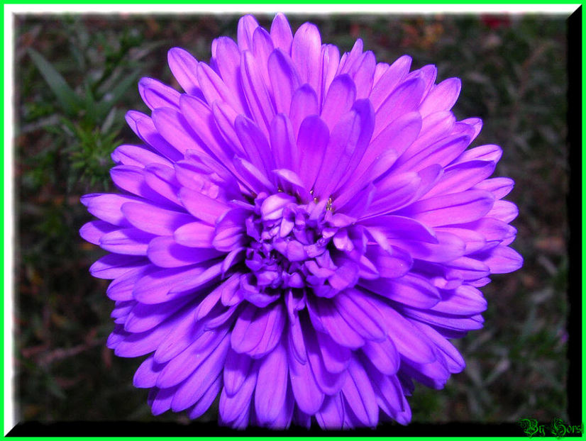 2010.10.03 - Flori 2010