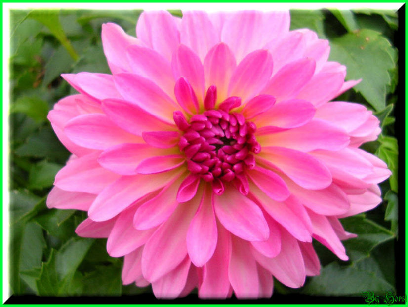 2010.10.03 - Flori 2010