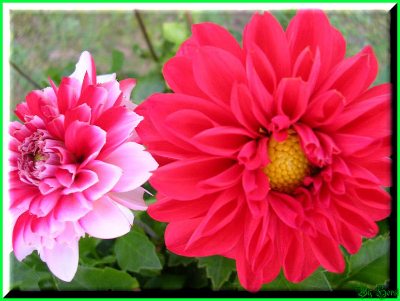 2010.10.03 - Flori 2010