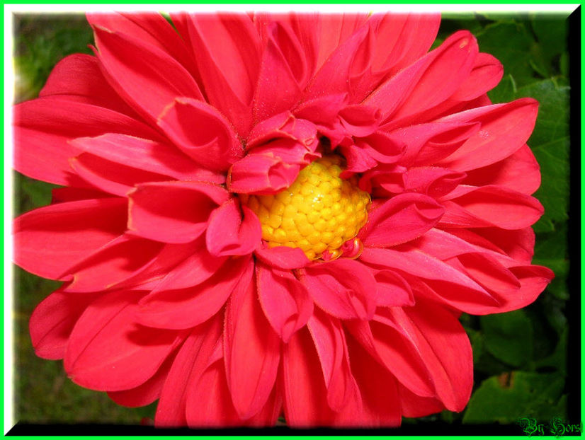 2010.10.03 - Flori 2010