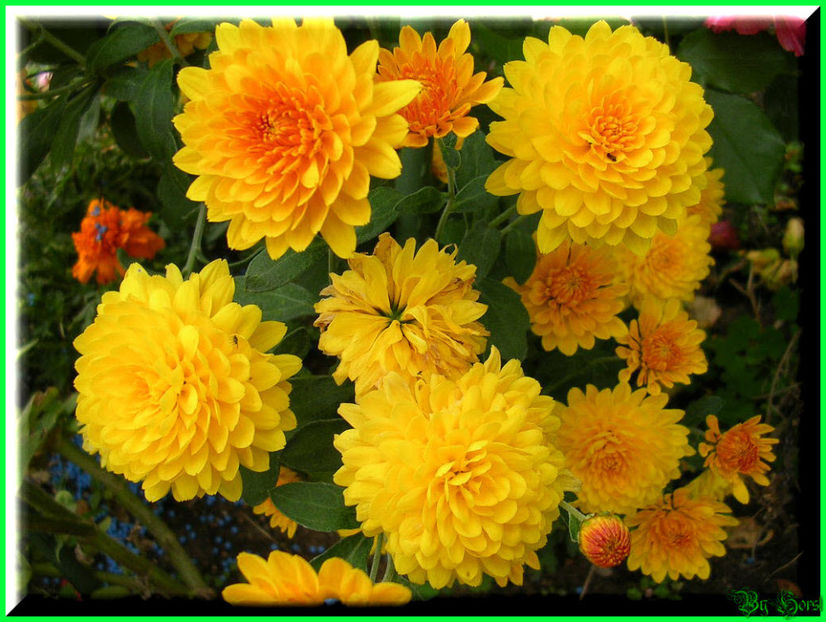 2010.10.03 - Flori 2010