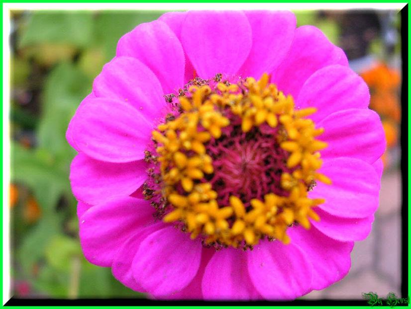 2010.10.03 - Flori 2010