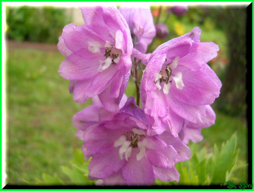 2010.10.09 - Flori 2010