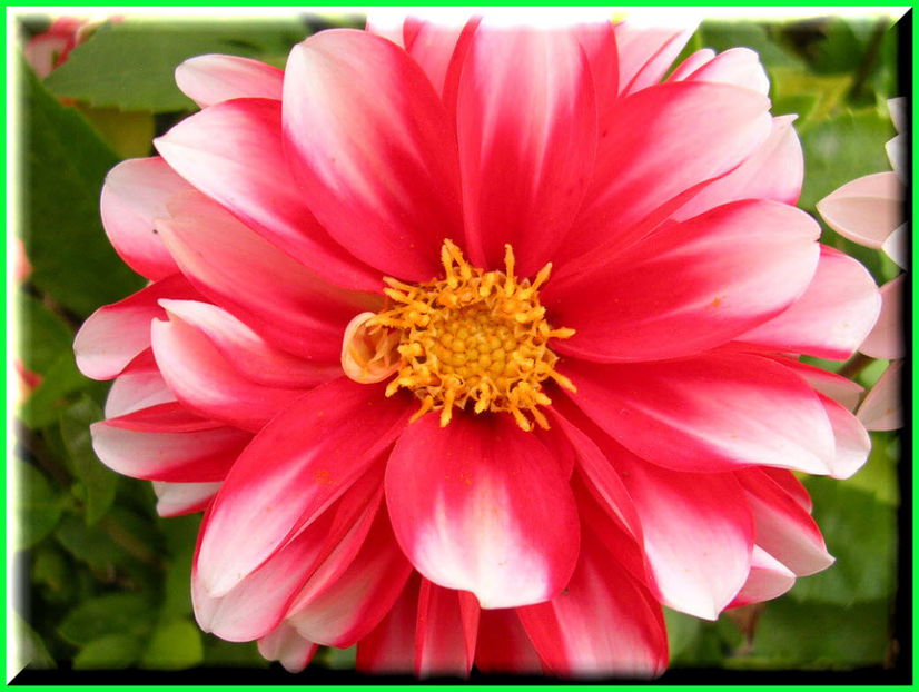 2010.10.09 - Flori 2010