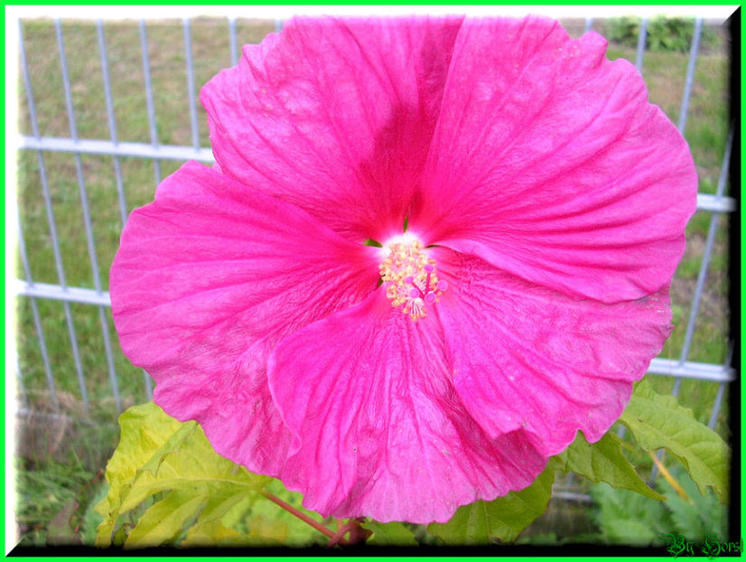 2010.10.09 - Flori 2010