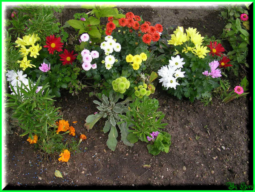 2010.10.09 - Flori 2010