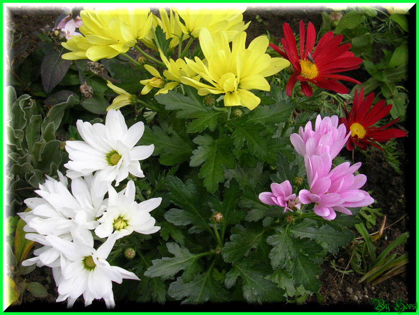 2010.10.09 - Flori 2010