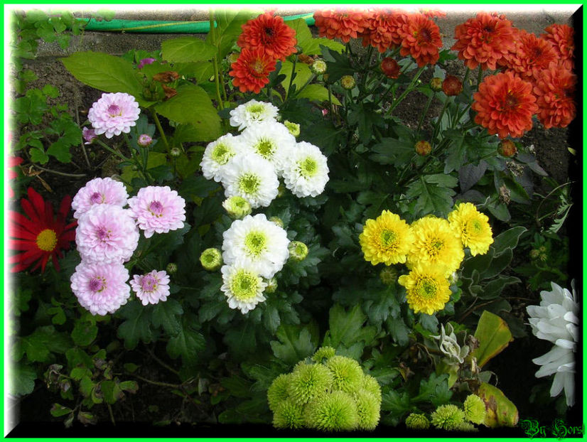 2010.10.09 - Flori 2010