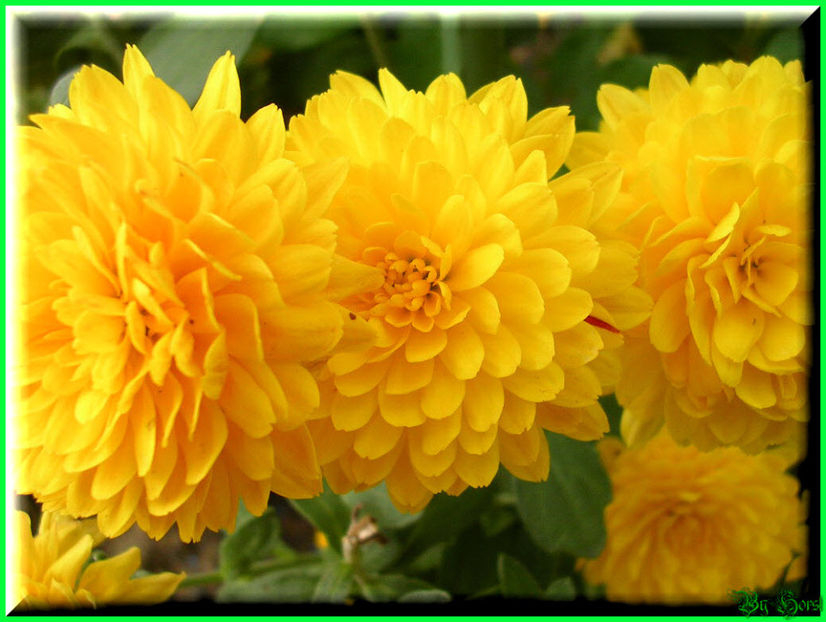 2010.10.09 - Flori 2010