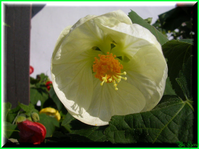 2010.10.09 - Flori 2010