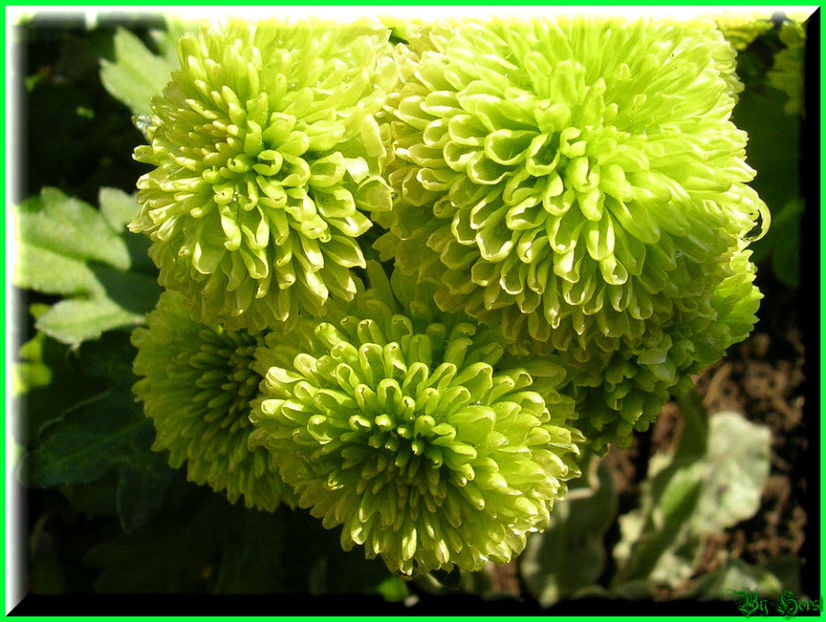 2010.10.09 - Flori 2010