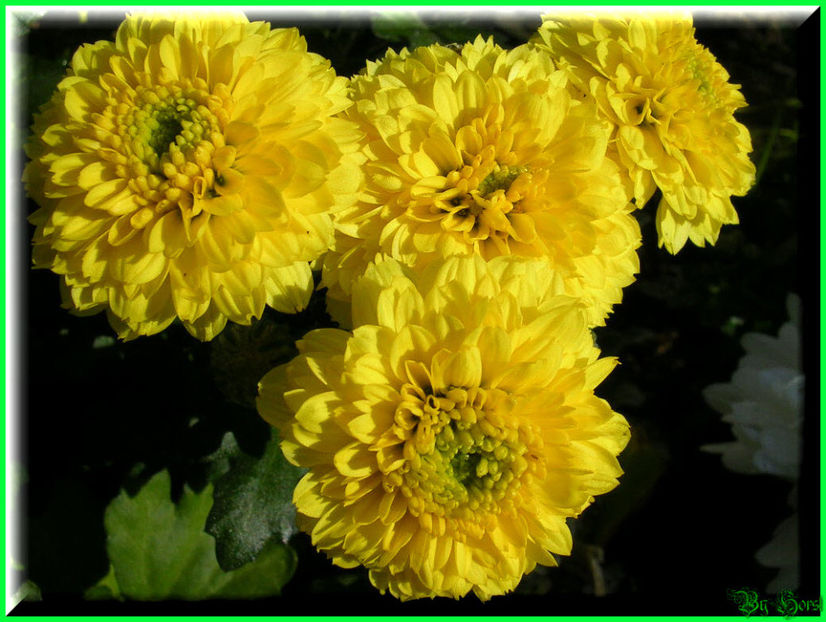 2010.10.09 - Flori 2010