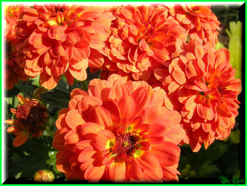 2010.10.09 - Flori 2010