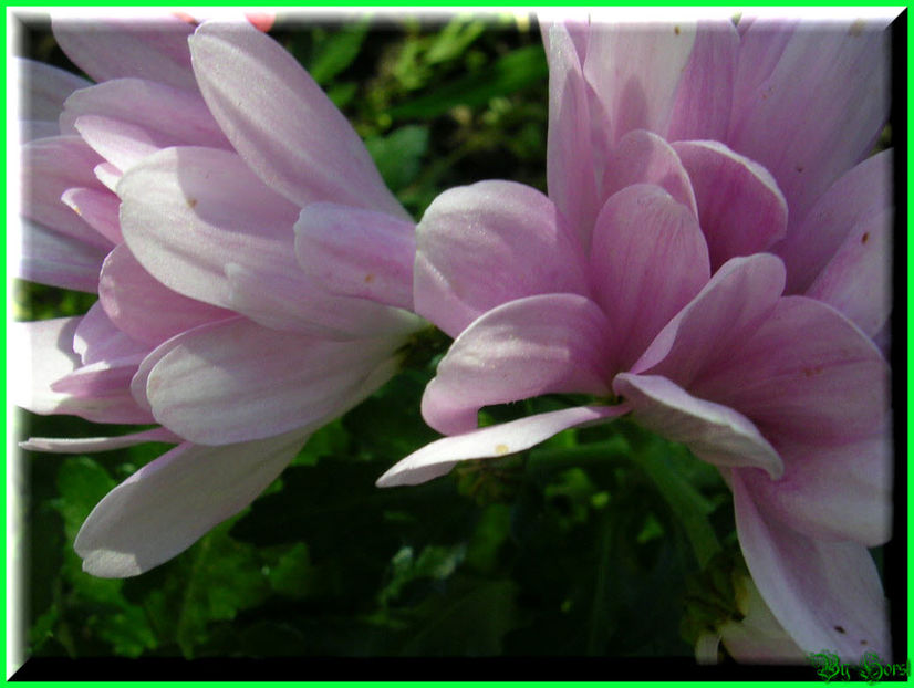 2010.10.09 - Flori 2010