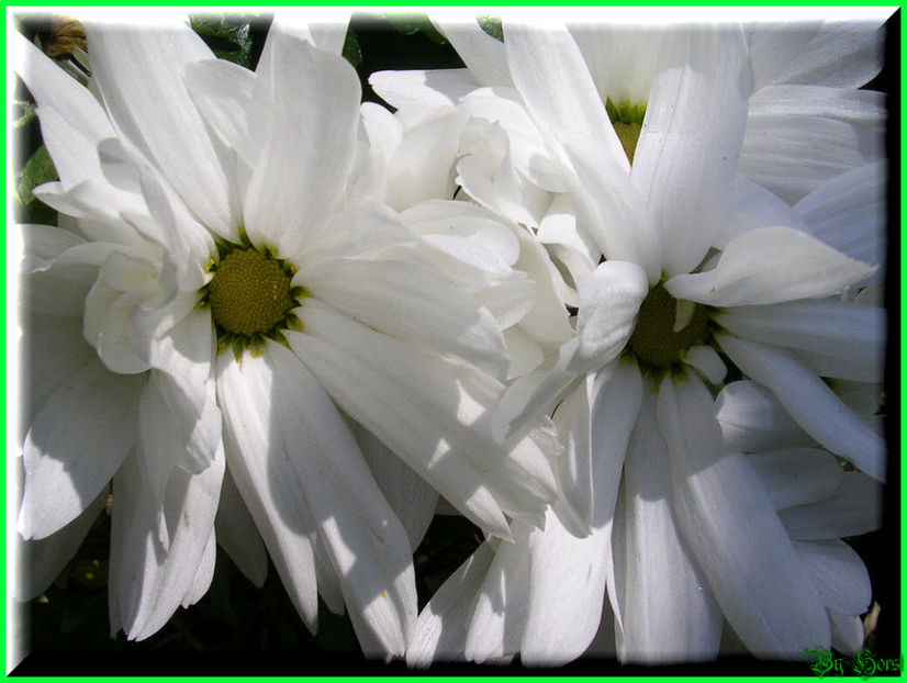 2010.10.09 - Flori 2010