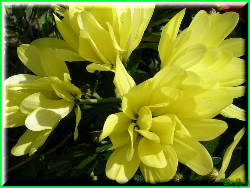 2010.10.09 - Flori 2010