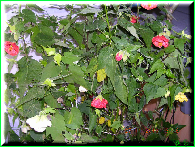 2010.11.27 - Flori 2010