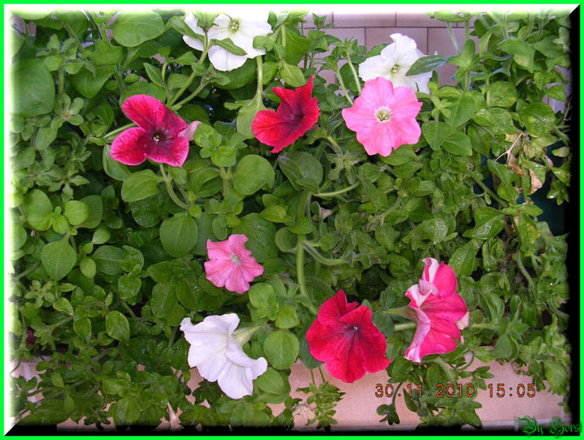 2010.11.30 - Flori 2010