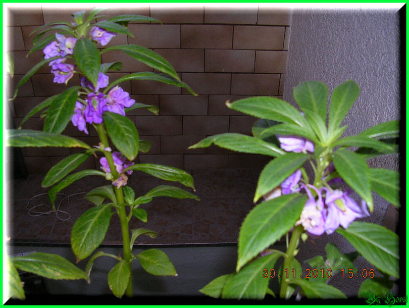 2010.11.30 - Flori 2010