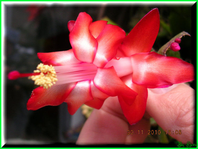 2010.11.30 - Flori 2010