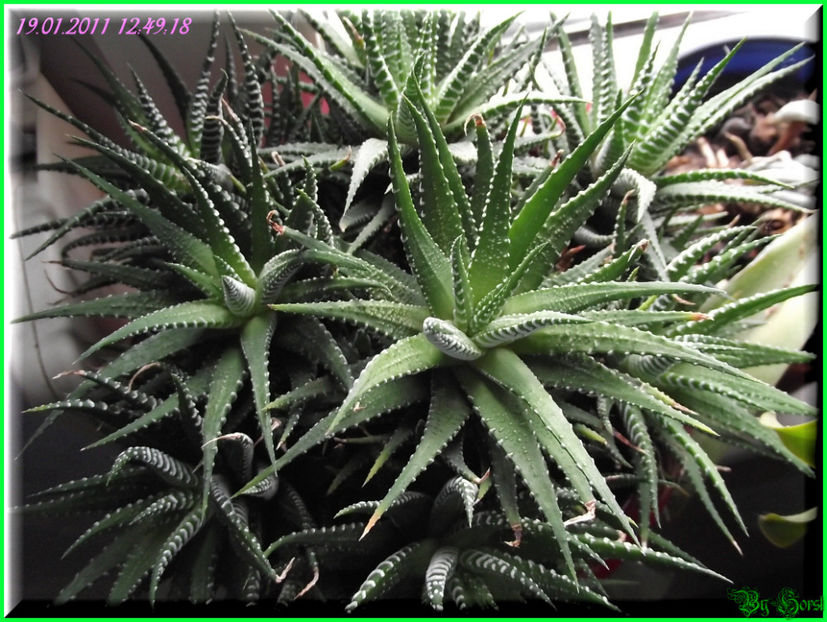 2011.01.19 - Flori 2011 - 1