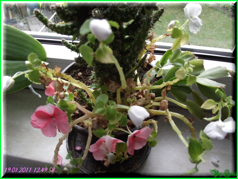 2011.01.19 - Flori 2011 - 1