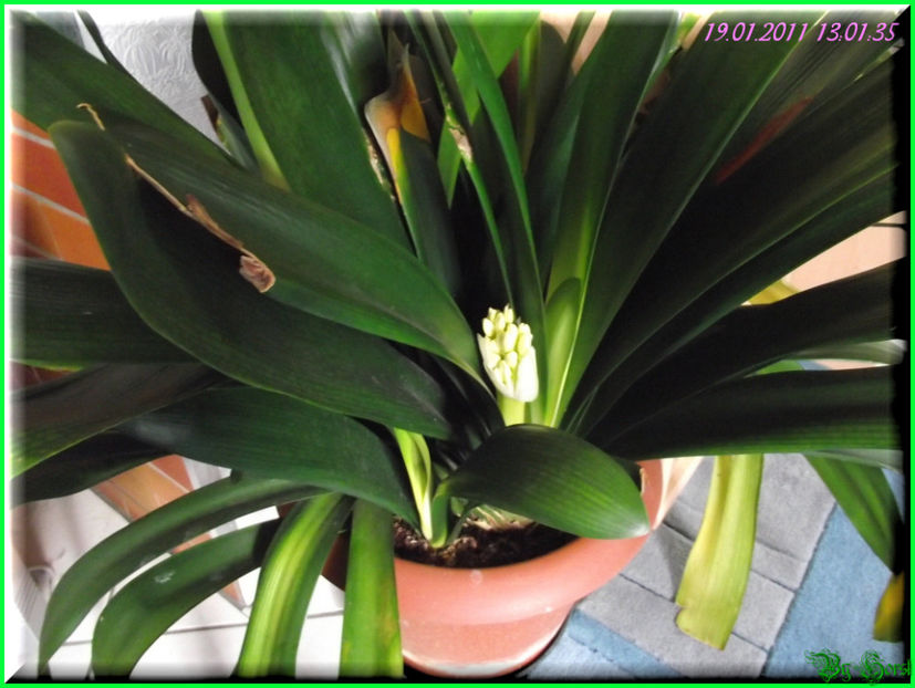 2011.01.19 - Flori 2011 - 1