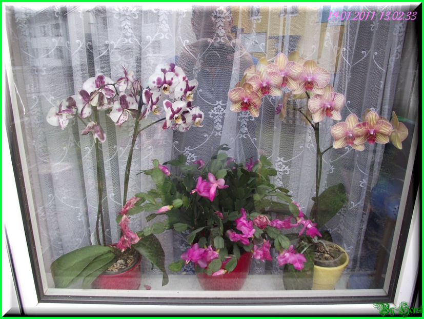 2011.01.19 - Flori 2011 - 1