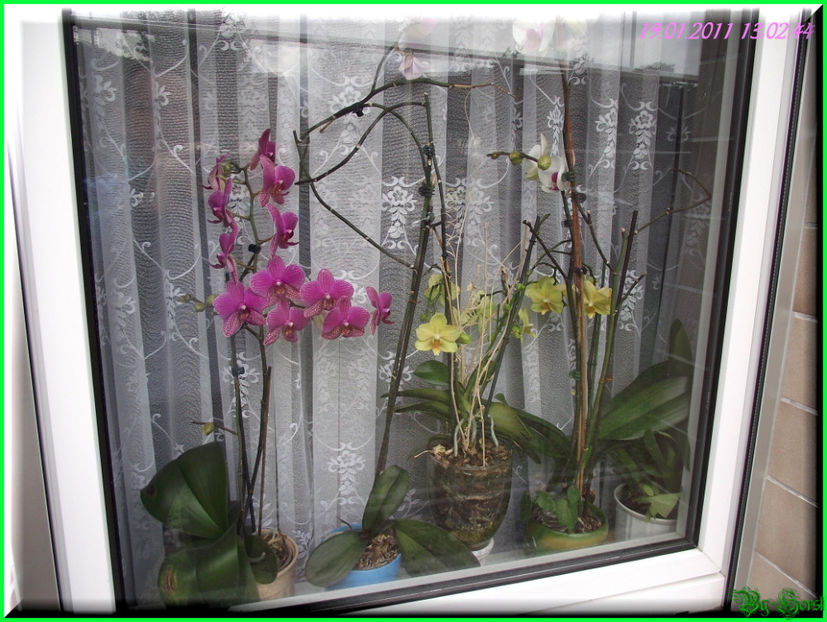 2011.01.19 - Flori 2011 - 1