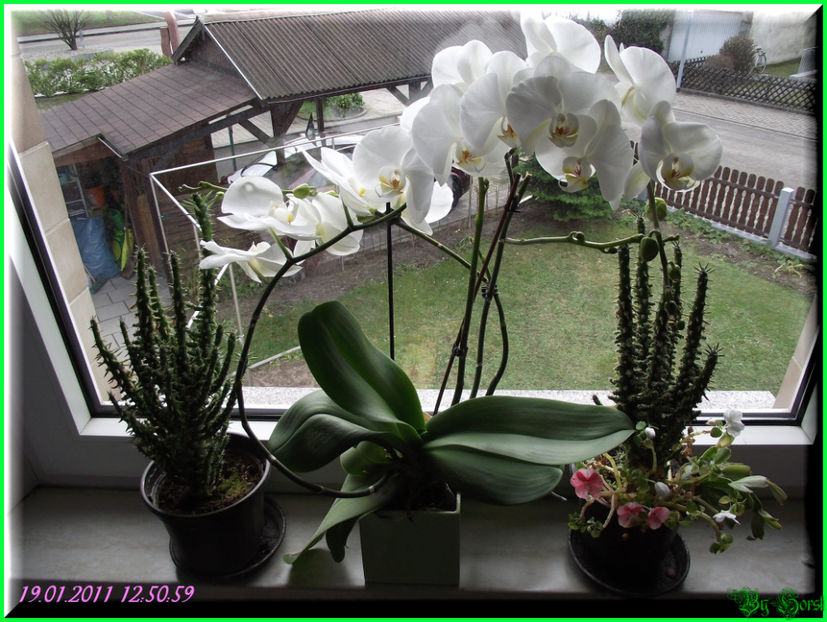 2011.01.19 - Flori 2011 - 1