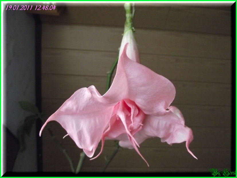 2011.01.19 - Flori 2011 - 1