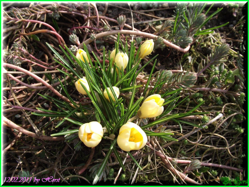 2011.02.12 - Flori 2011 - 1