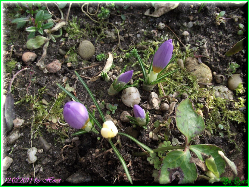 2011.02.12 - Flori 2011 - 1