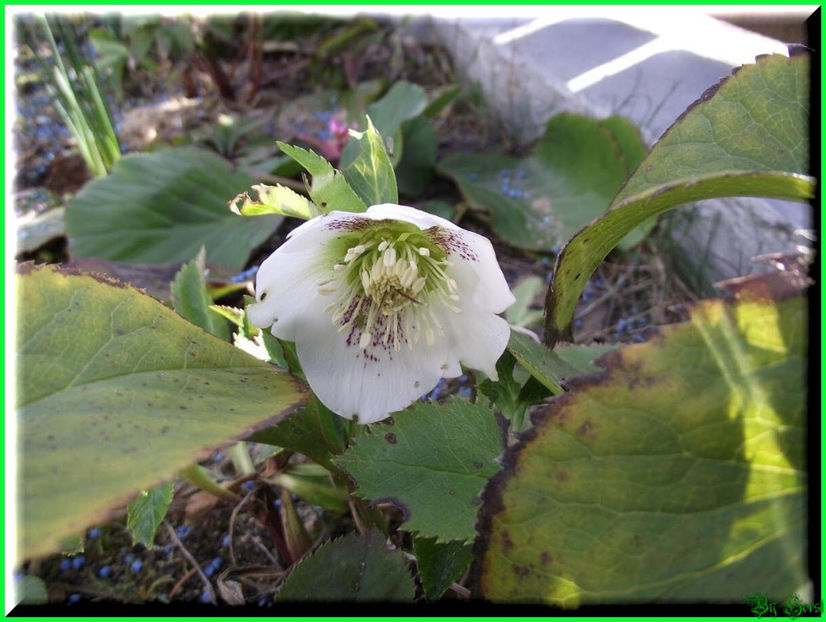 2011.02.16 - Flori 2011 - 1