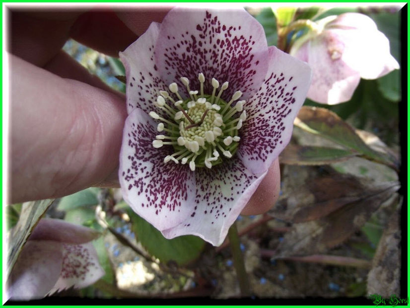 2011.02.16 - Flori 2011 - 1