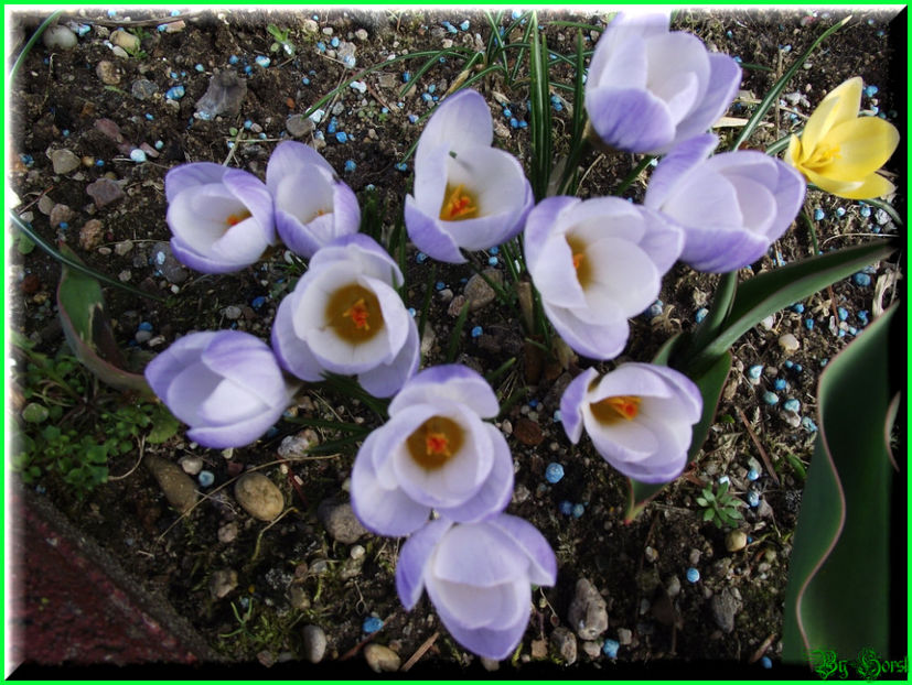 2011.03.03 - Flori 2011 - 1