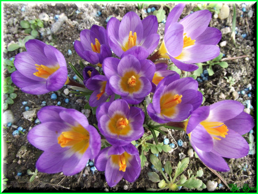 2011.03.03 - Flori 2011 - 1