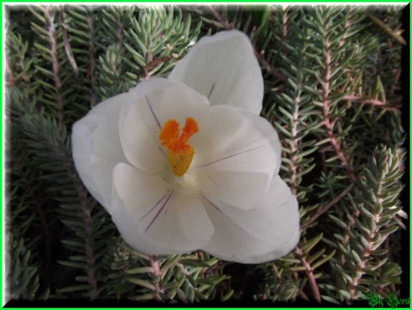 2011.03.03 - Flori 2011 - 1