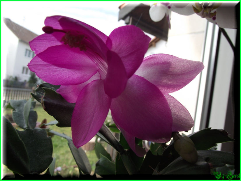 2011.03.03 - Flori 2011 - 1