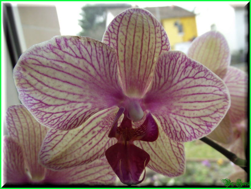 2011.03.03 - Flori 2011 - 1